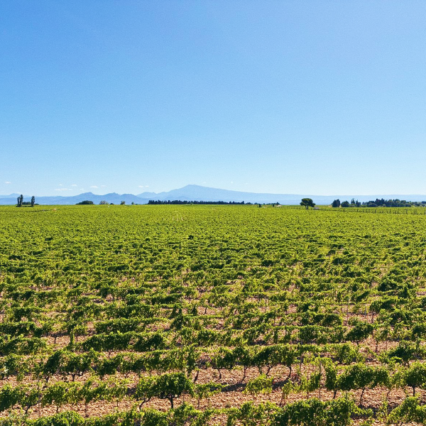 Chateau Mont-Redon vineyard