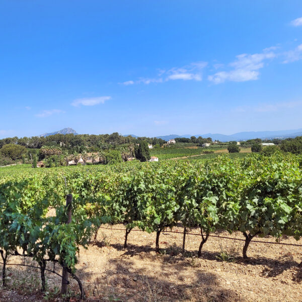 Clos Cibonne vineyard