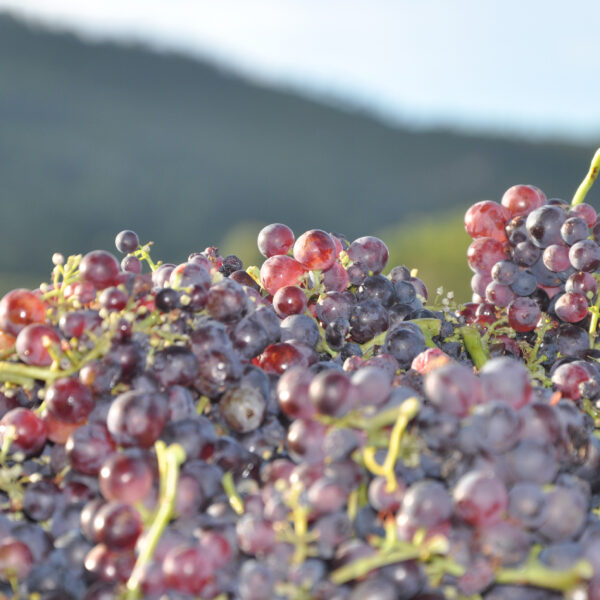 Clos Tibonne Tibouren