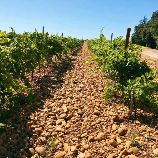 Chateau Mont-Redon vines
