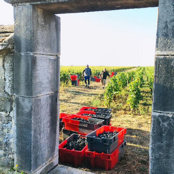 Domaine Chopin et Fils Vineyard